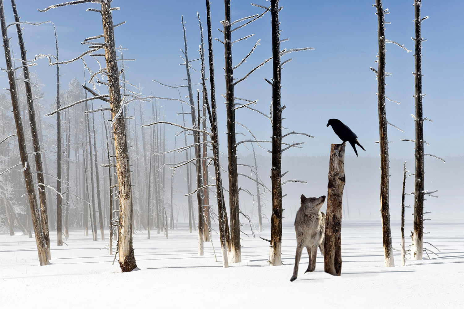 A wolf looking up at a raven that is sitting atop a lamppost-high tree stump in a snow covered landscape within Yellowstone National Park