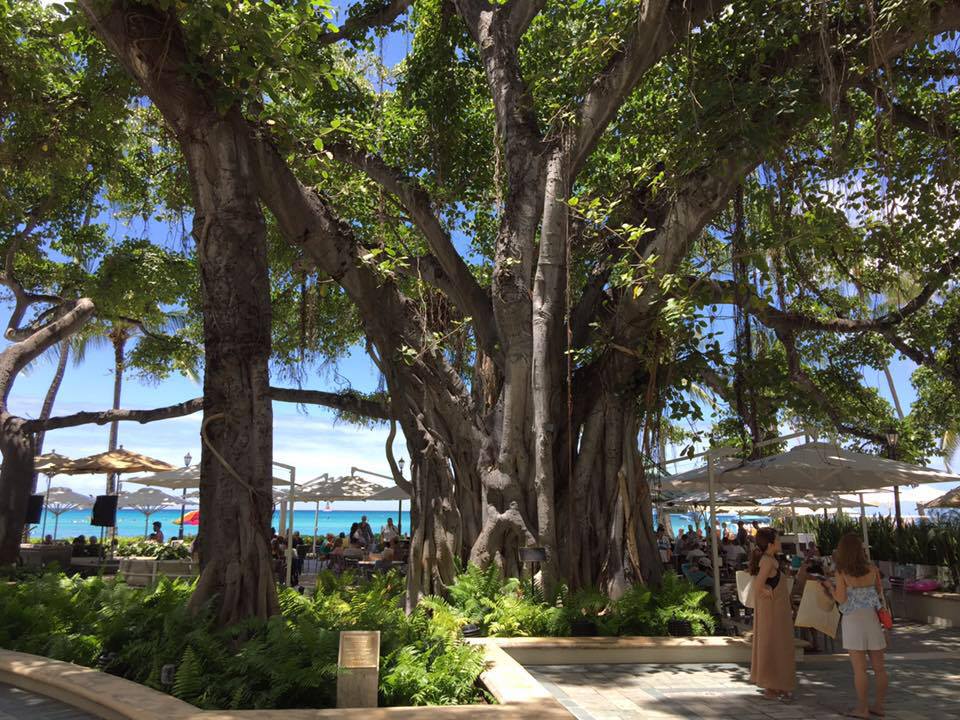 Large old banyan tree in the courtyard of the Ala Moana Surfrider hotel in Hawai'i.