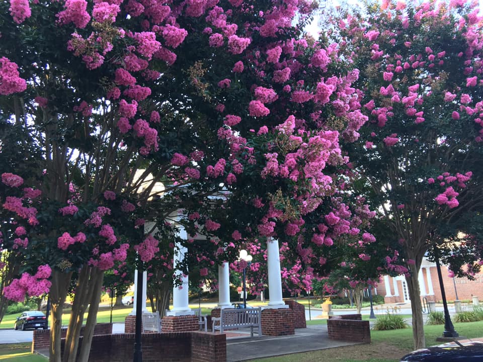 Pink Crepe Myrtles in full bloom in front of the library