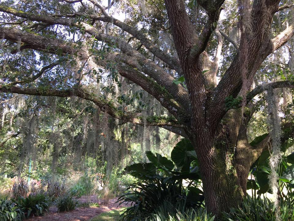 Moss covered tree in Florida