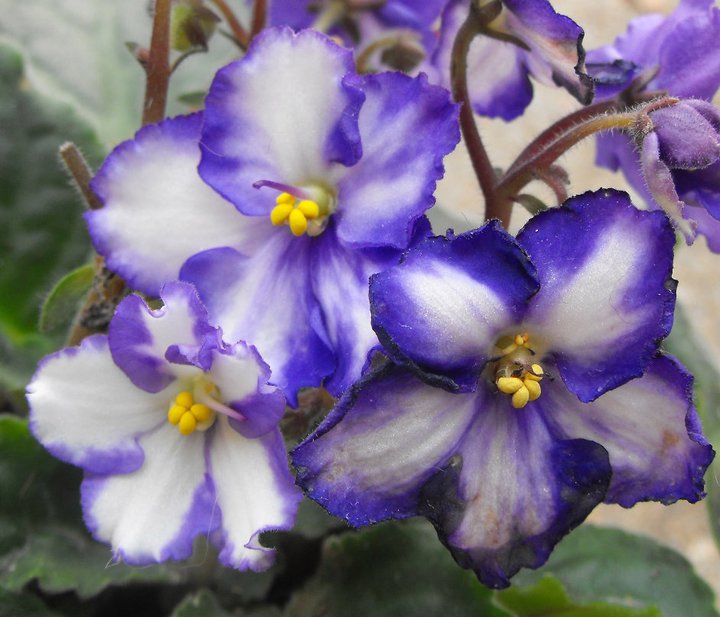 Purple and white variegated violets.