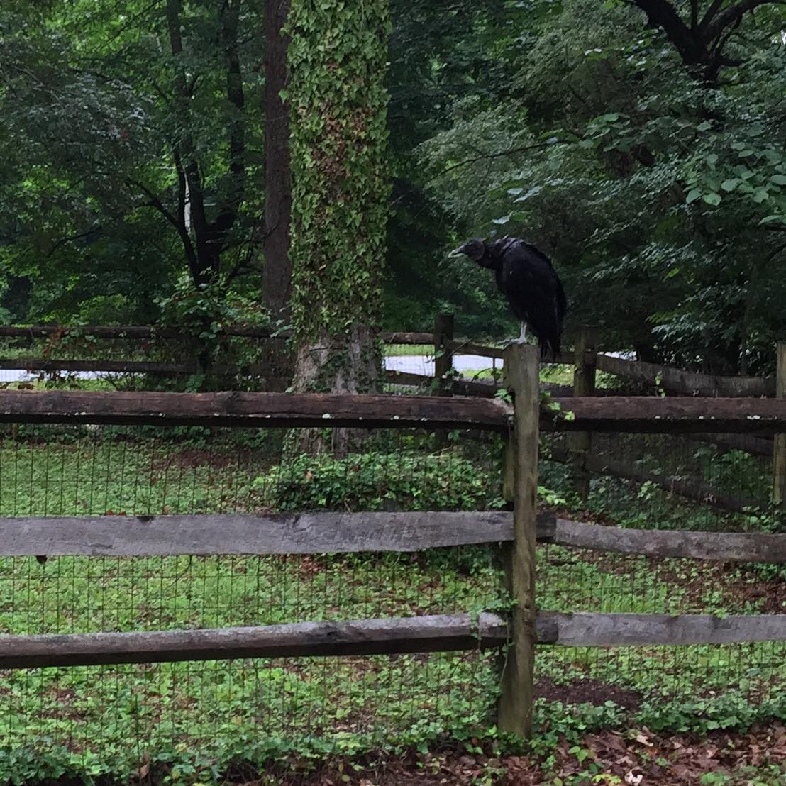 Vulture sitting on a fence post