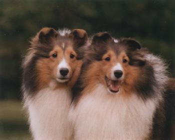 Two sheltie sisters